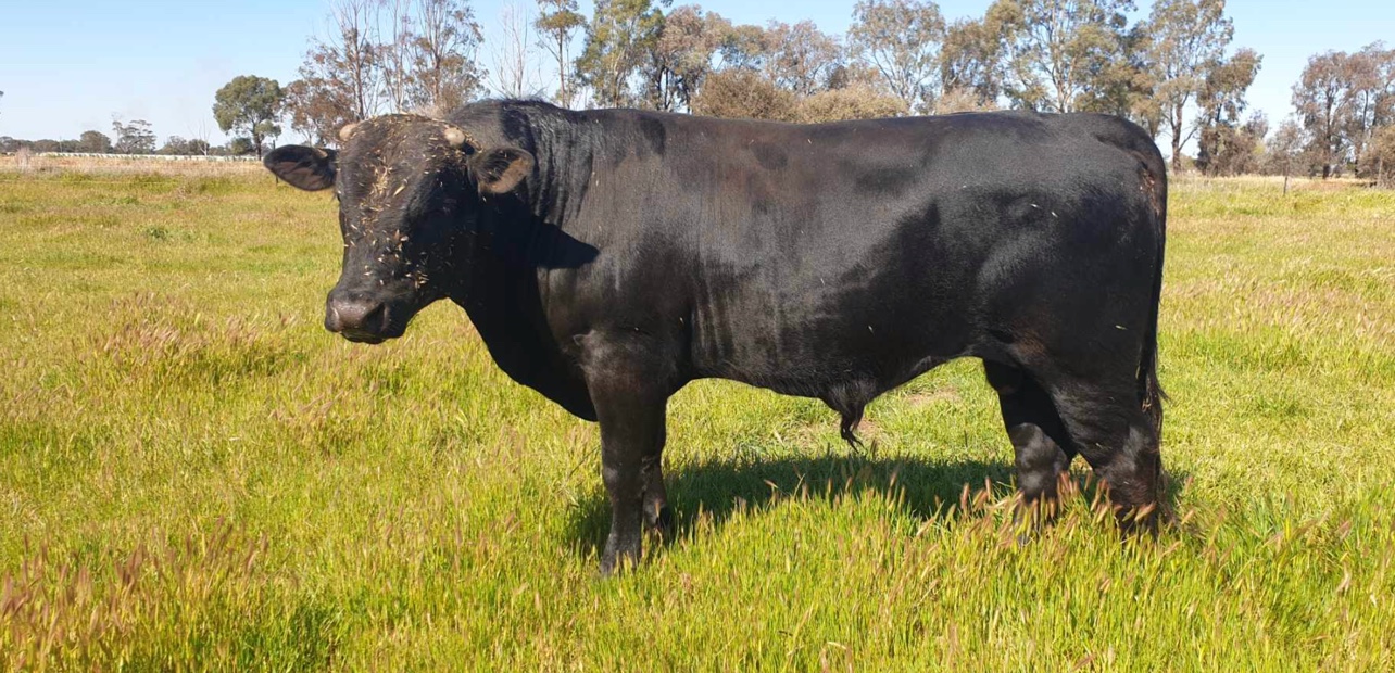 Specklepark X Wagyu Bull Livestock Beef Cattle Bulls For Sale